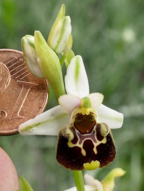 Ophrys crabronifera & Ophrys holosericea sp. � Monti Lucretili  (Roma).